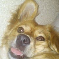 Profile picture of Niki Mihov