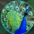Profile picture of akoz77