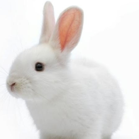 Profile picture of Derek Ramsey